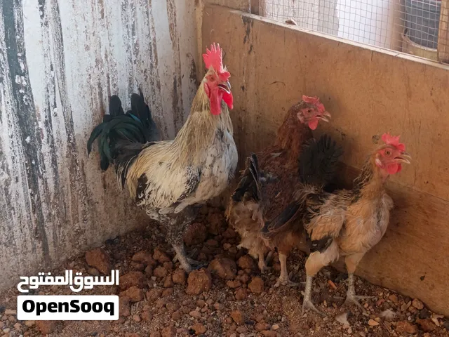 دجاج بلدي بياض للبيع