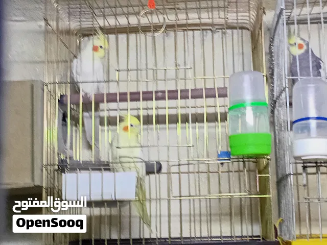 جوزين كوكتيل شغالات للبيع
