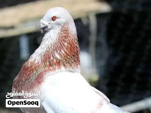 جوز حمام خنيسي