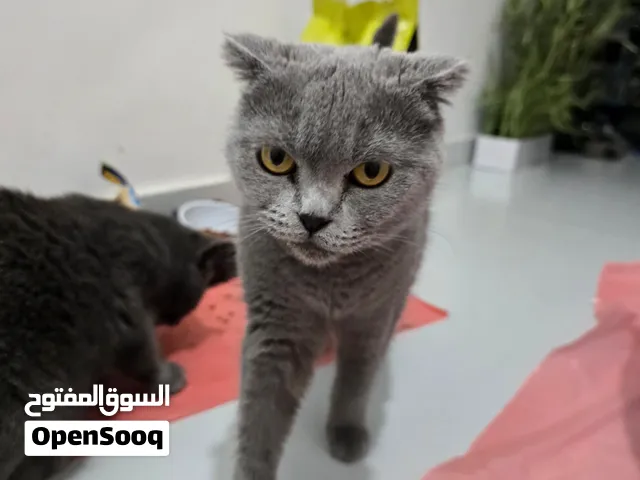 قط بريطاني للبيع