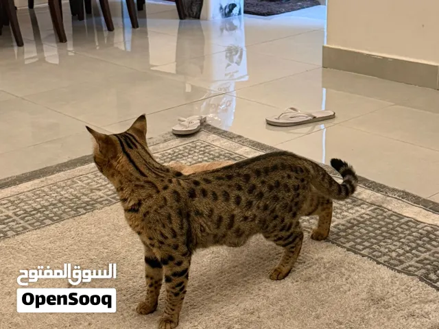 F3 Female Savannah 2 years old
