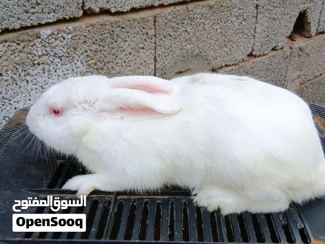 السلام عليكم ارانب للبيع انتايا ودكر المكان القربوللي والسعر ساوم ومنختلفوش