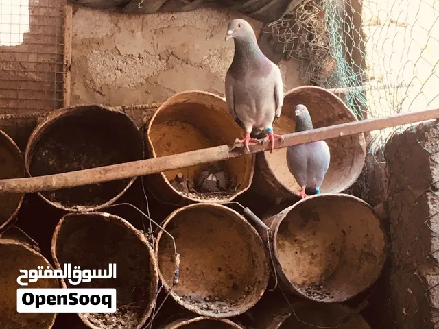 زاجل زوج 6ريال