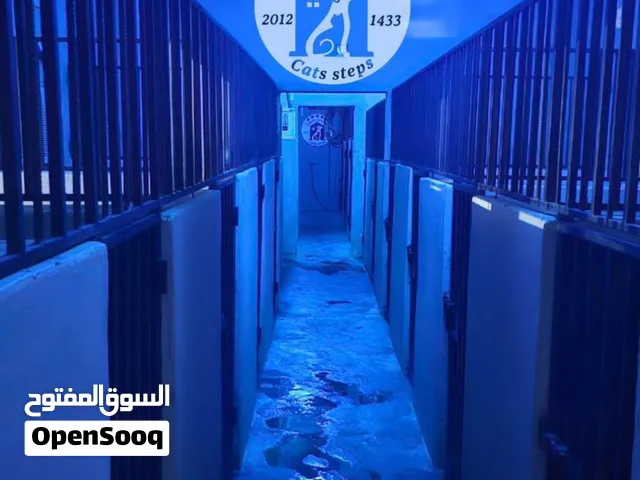 فندقة وتدريب كلاب جدة