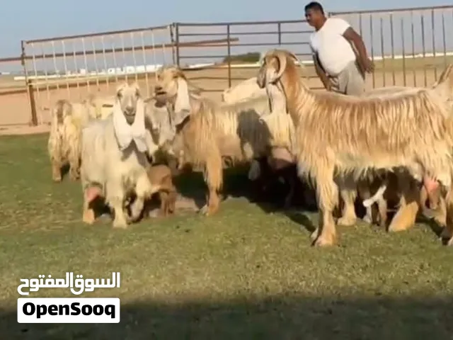 ماعز عوارض صفر كريمية نوادر معزا مميزه