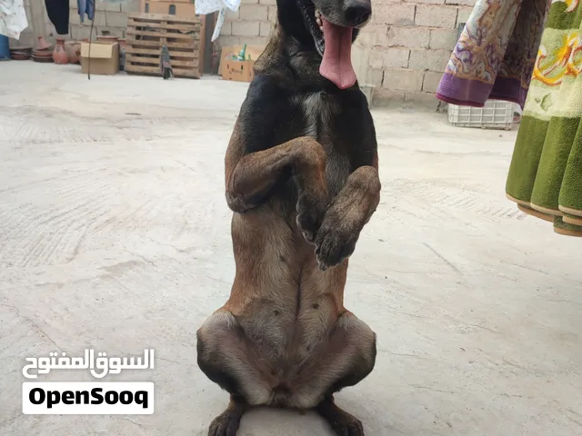 انثى مالينوا شاربوني
