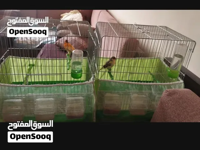 جوز كناري صوت حلو و صحة ممتازة مع قفصين جداد  A pair of canaries with sweet voices and excellent hea