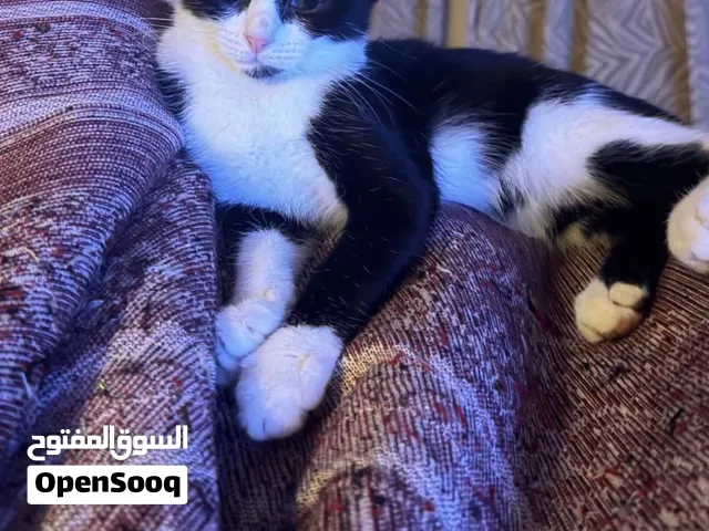 قطه صغيره عمرها اقل من سنه الأب سكوتش والأم ستريت
