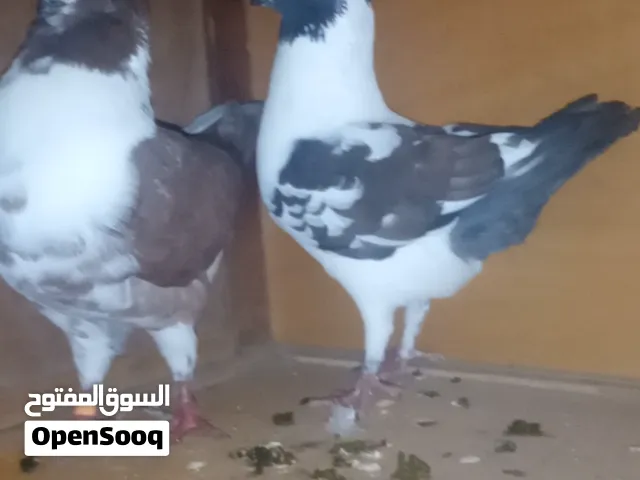 في كنج- ومشرب ومقنزع -وقلاب-وزوج مشرب ومقنزع/ والباقيات تحت بلوصف كامل 40 الف عررررررررررررررطه