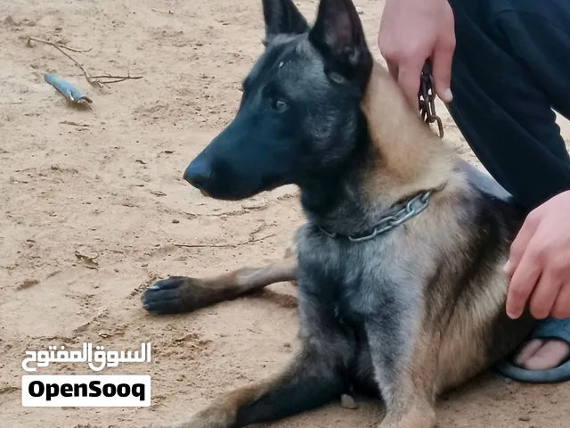 مينوا ساوم