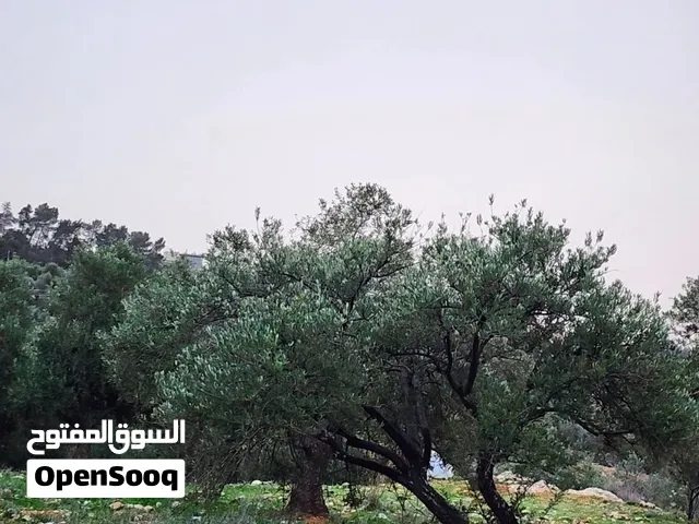 ارض سكنية للبيع في اجمل مناطق بدر الجديده اطلاله بانورامية على حدائق الحسين وابراج السادس