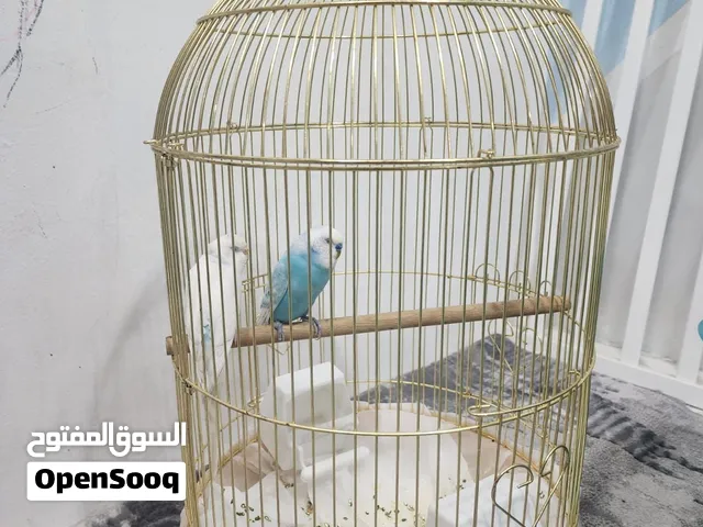 للبيع عدد 2 طيور حب مع قفص مذهب جميل جدا