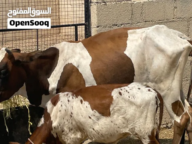 بقره تحتها عجل