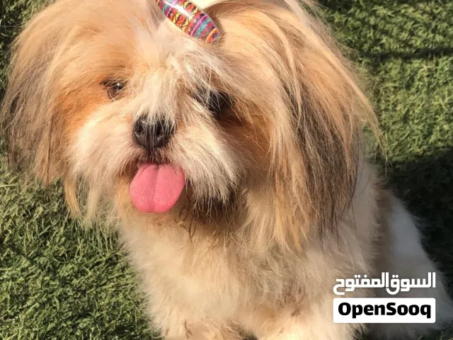 نتايه شيتزو ام ربنا يبارك