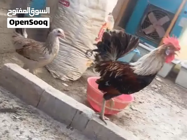 اقره الوصف رايد كتاكيت عمر شهر او 20 يوم بسعر مناسب