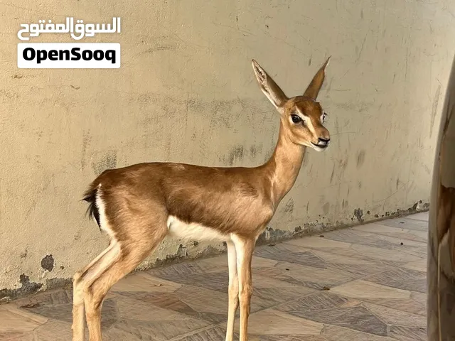 غزال دماني سلالة عمانية