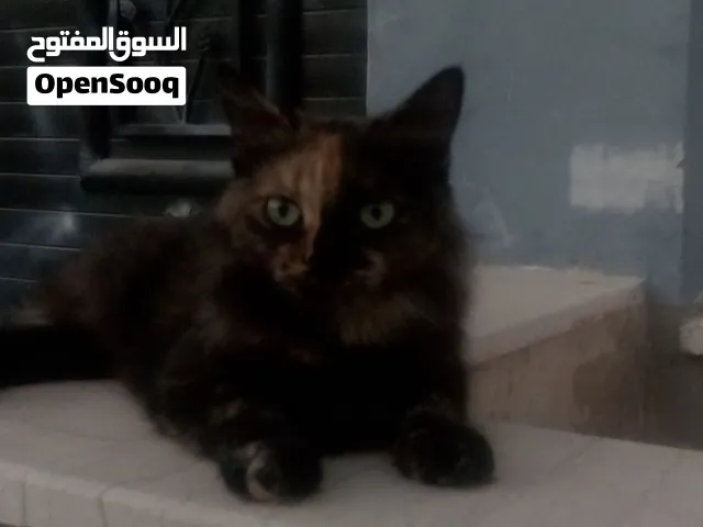 قطط للبيع السعر ساوم