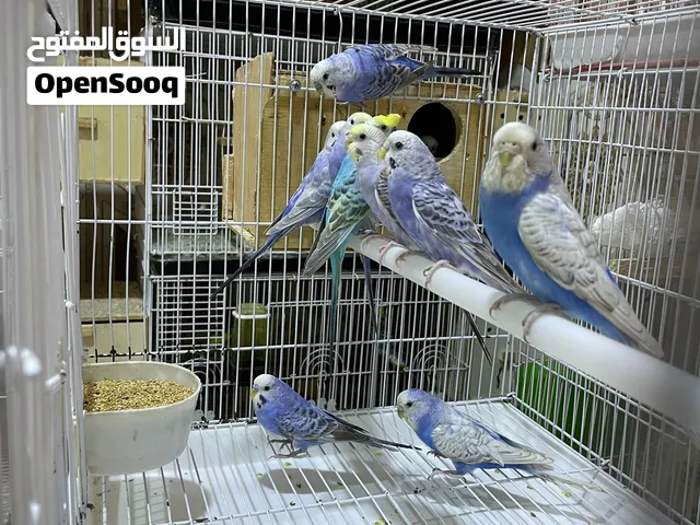 طيور حب تركيبه