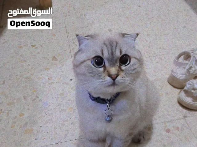 قطة سكوتش فولد  صافي جودة عالية انثى جمجمه عريضه ذيل قصير ماخده مطاعيم وحبة الدود مع اغراضه