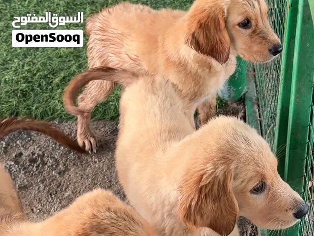 جراوي جولدن رتريفر للبيع