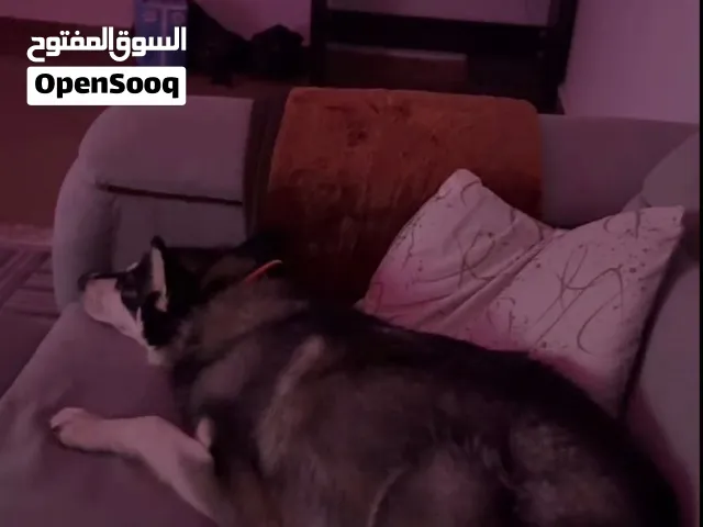 كلب هاسكي بعمر 6 شهور