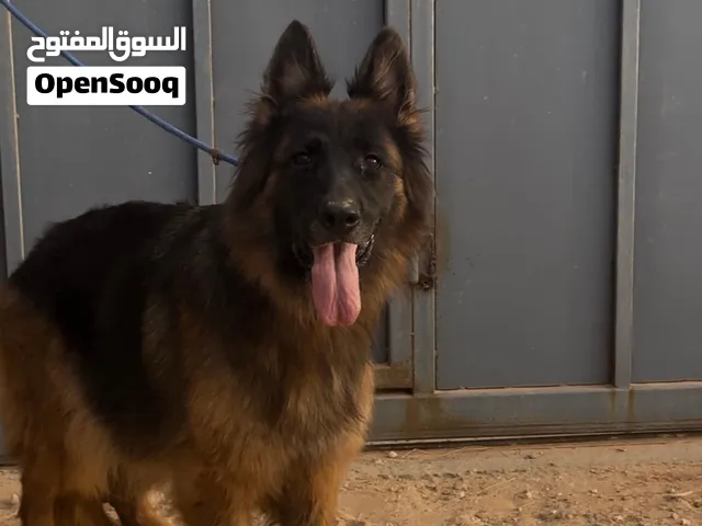 انتاية لونغ هير