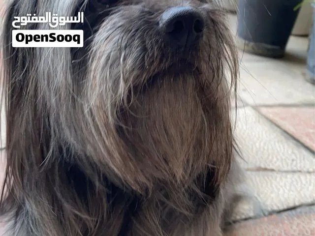 كلاب عدد 2