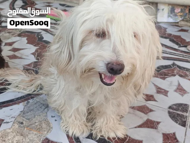 كلاب زينه للبيع الام ولابن