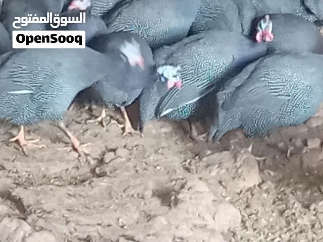 جاج فرعوني للبيع شغالات بلش ببيض