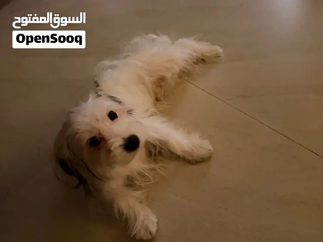 تشيه تزو مالتيز العمر شهرين و نص