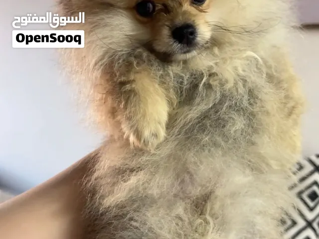 كلبة بومرينيان Pomeranian