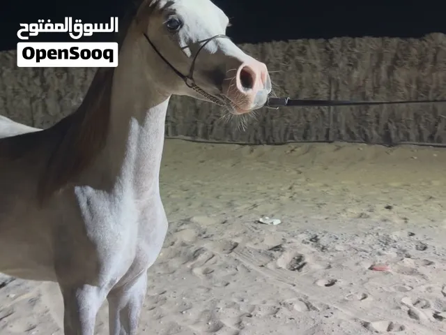 مهر عربي للبيع