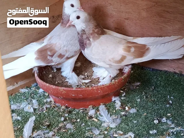 حمام للبيع
