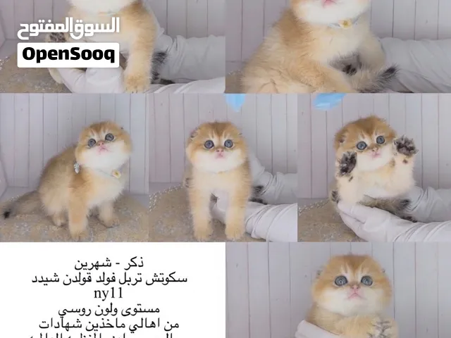 لمحبين النوادر