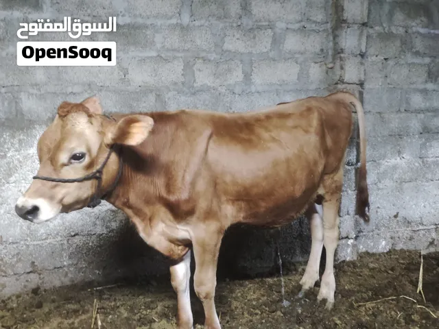 عجل جيرسي بيور