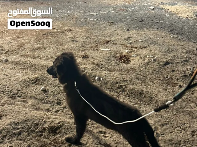جيرمن شيبرد بلاك رويال