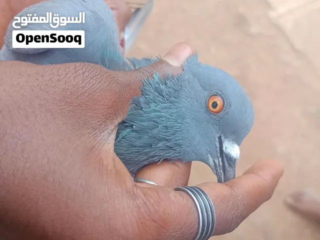 حمام سوادي