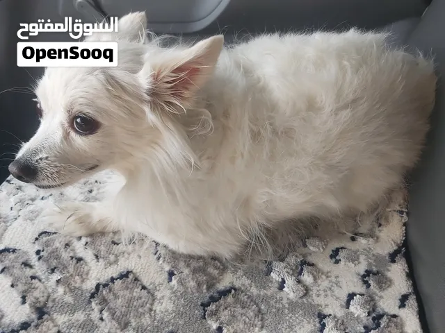 كلاب للبيع