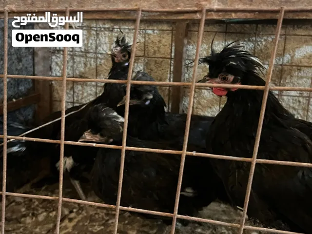 طقم جاج فرح ذيبا عمر 6اشهر السعر 30 موجودات بالكوره كفر عوان