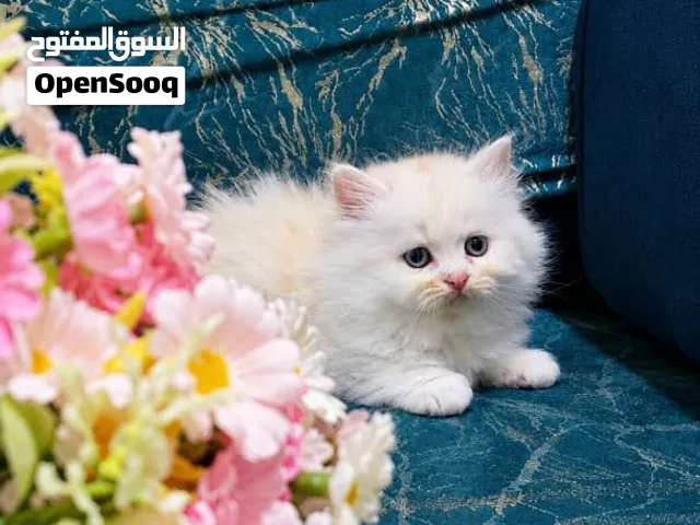 قطه تحافه شهر ونص الموقع اب ويوجد توصيل