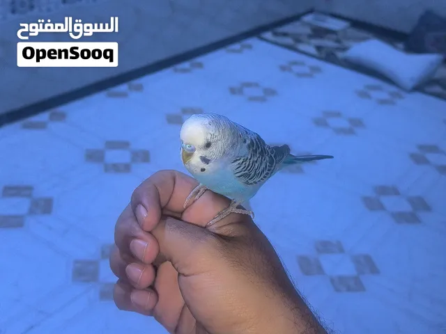 طير حب اليف طينه كلش اليف فحل طالب تزاوج للبيع او مراوس بفناجس كلش حلوالطير ومرتب