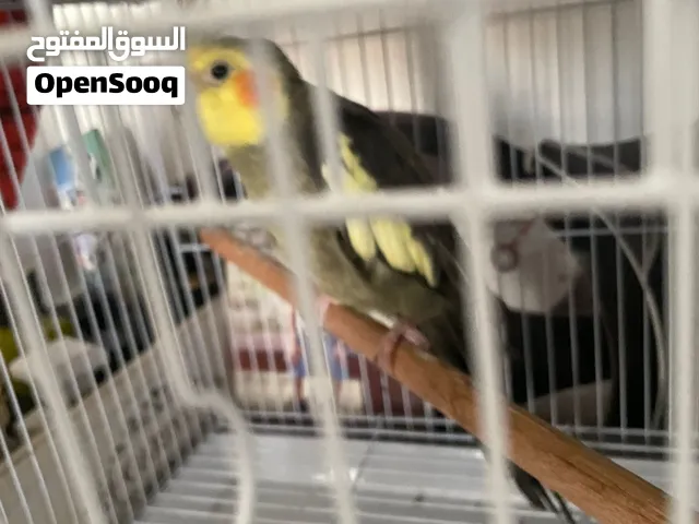 كوكتيل للبيع قابل