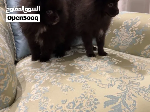 Poppy Pomeranqanجراء بمورينان