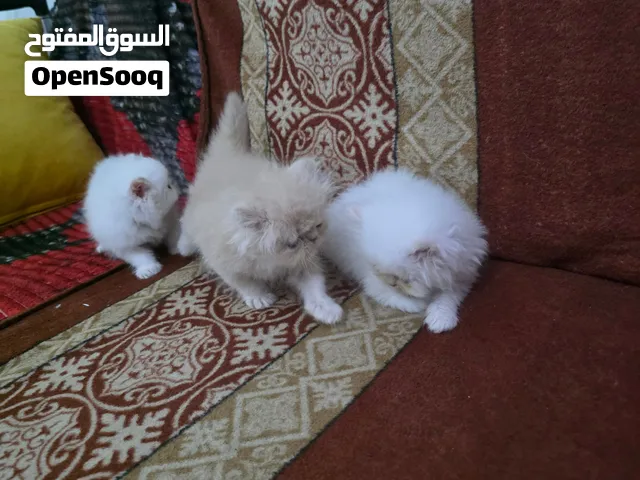Persian 40 jour mois