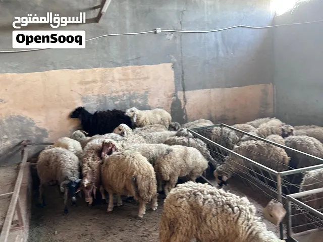 غنم عربي وصومالي للبيع
