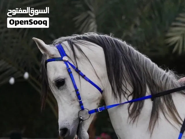 للبيع حصان