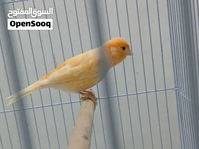 كناري سوري ذكر