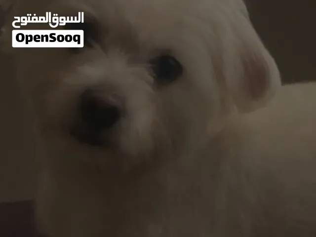 للبيع كلب فلافي على السوم