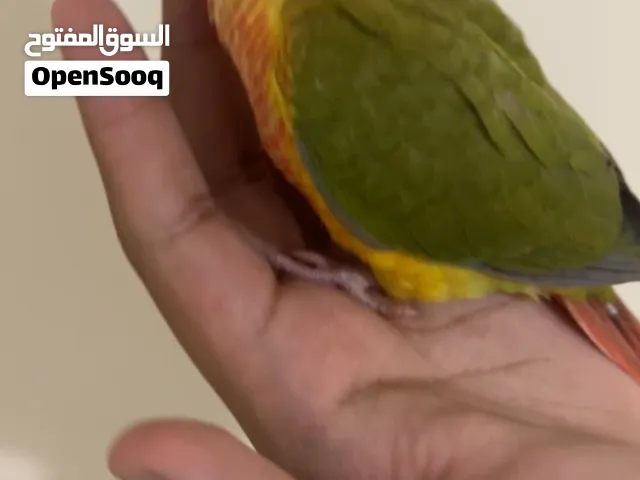 قرين شيك أمركن دايلوت طفره مطلوبه