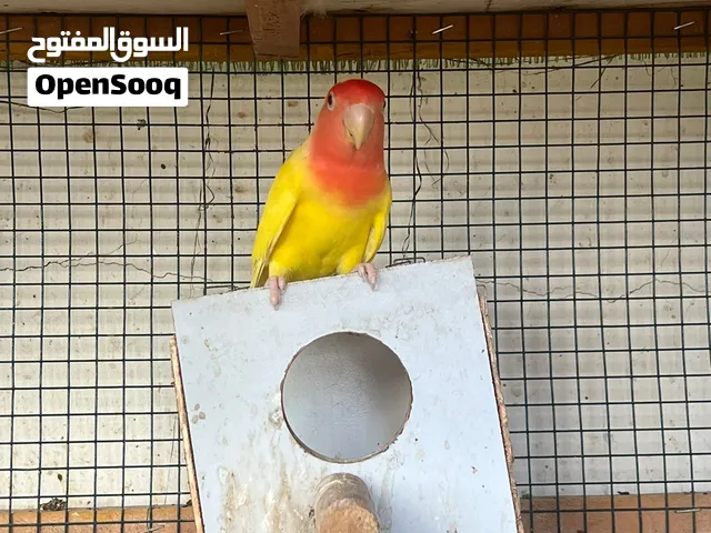 للبيع بغبغاء